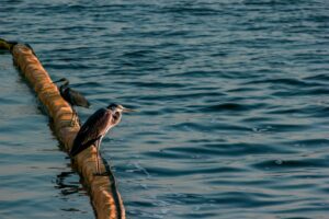 Bird on oil boom