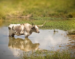 Bull in puddle in farm field