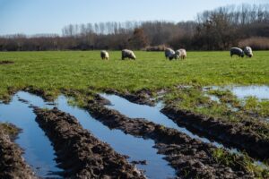 Sheep in Field